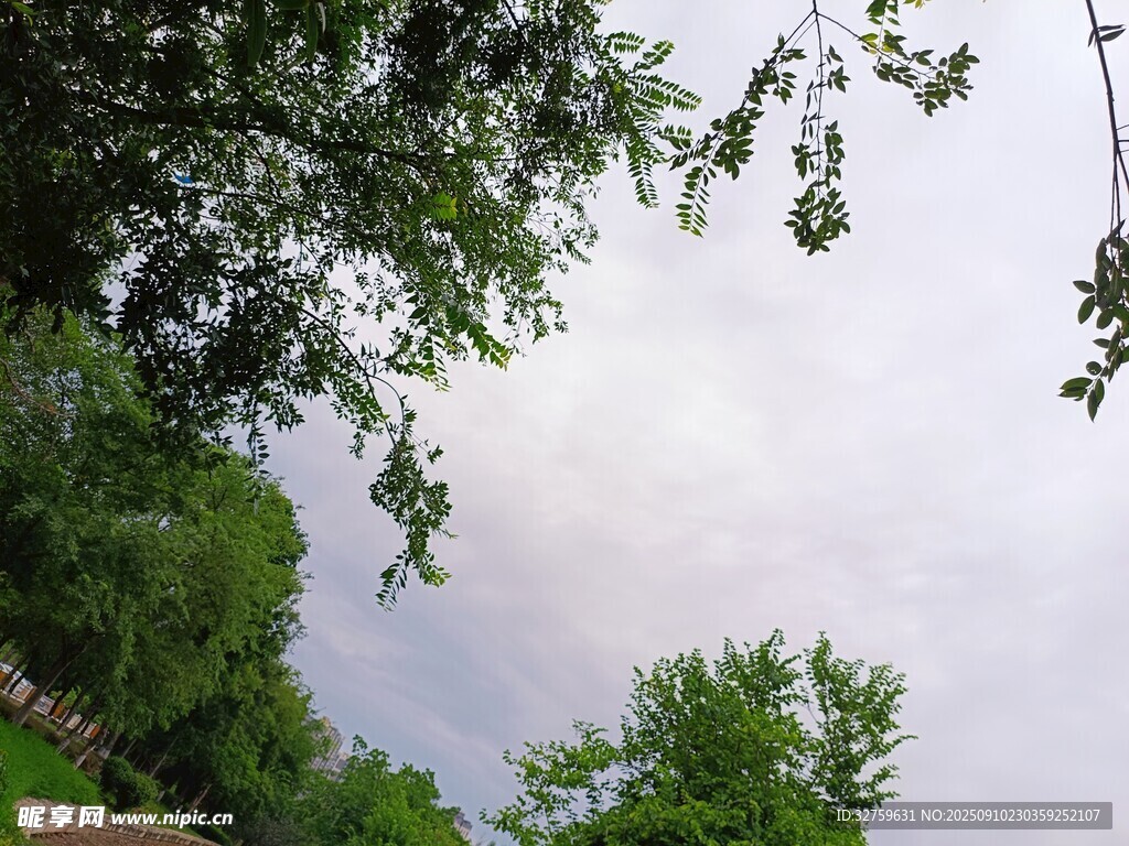 綠樹掩映下的天空一角