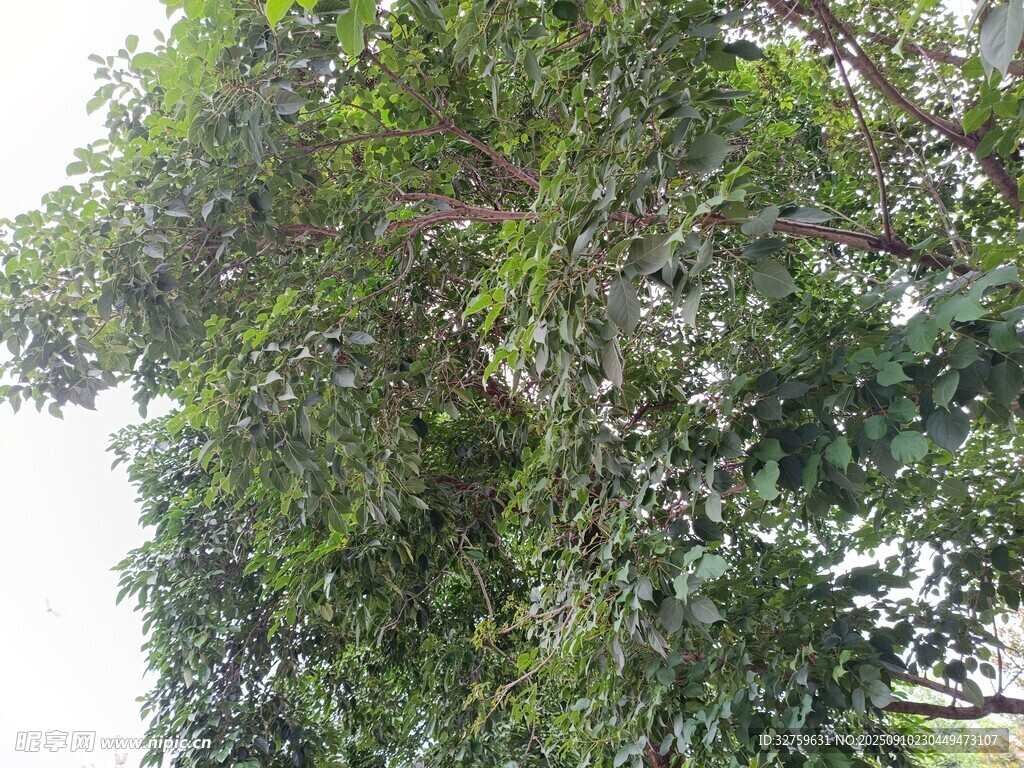 茂盛綠樹