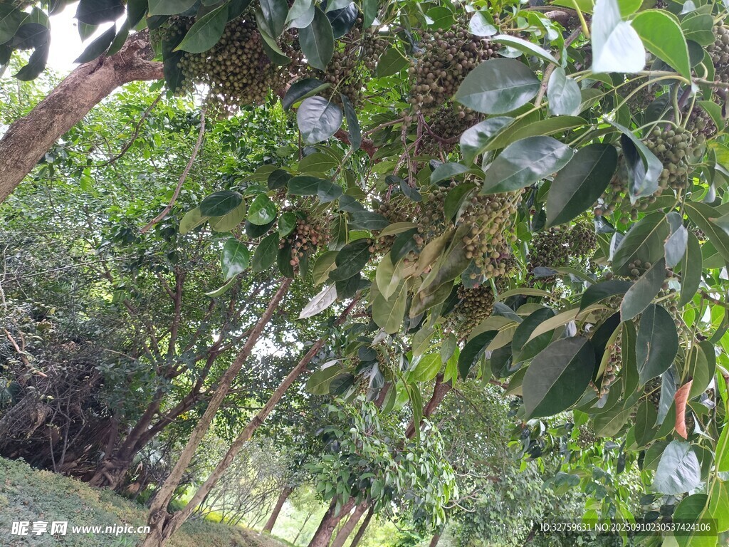綠葉間的白色吊牌植物景觀