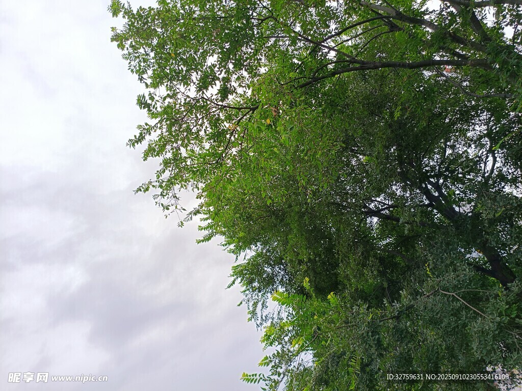 仰視蔥郁綠樹與灰白天空