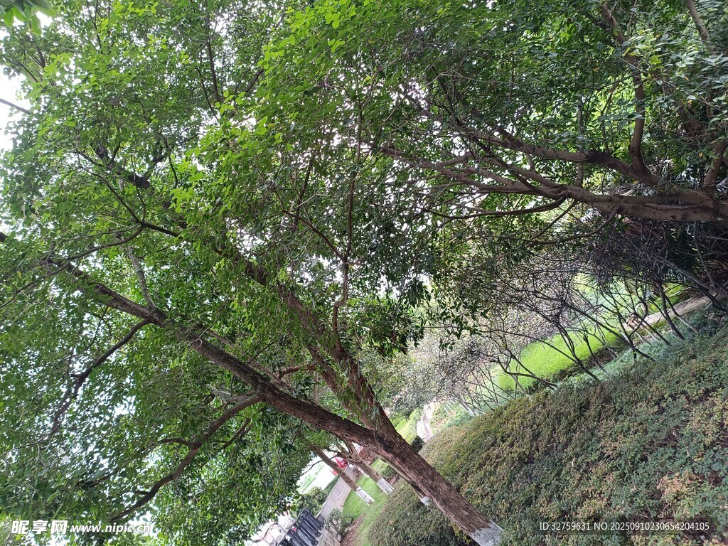 林間綠蔭小道