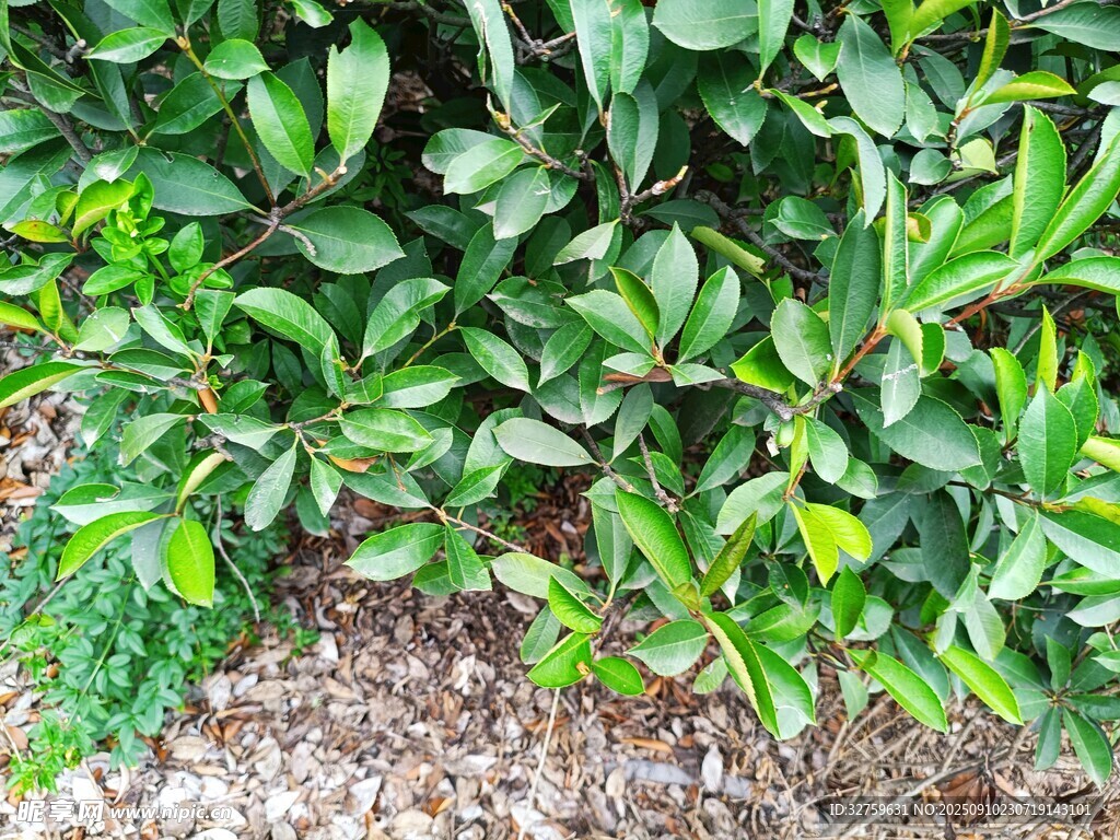 綠葉繁茂的植物景觀