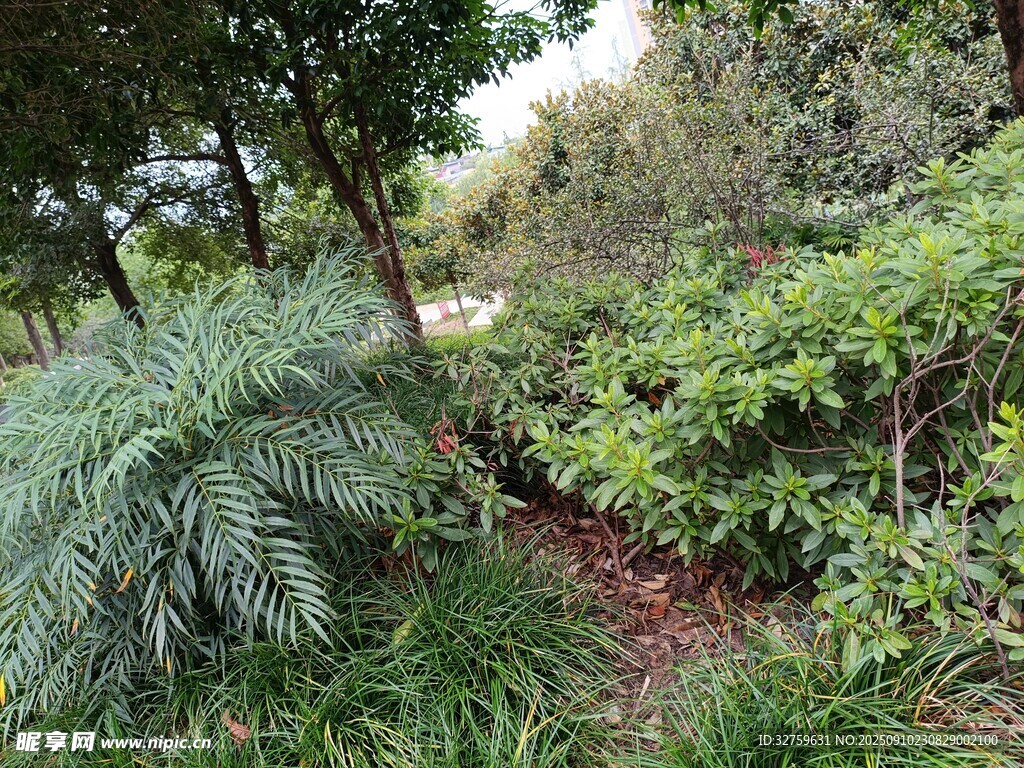 林間綠植小徑