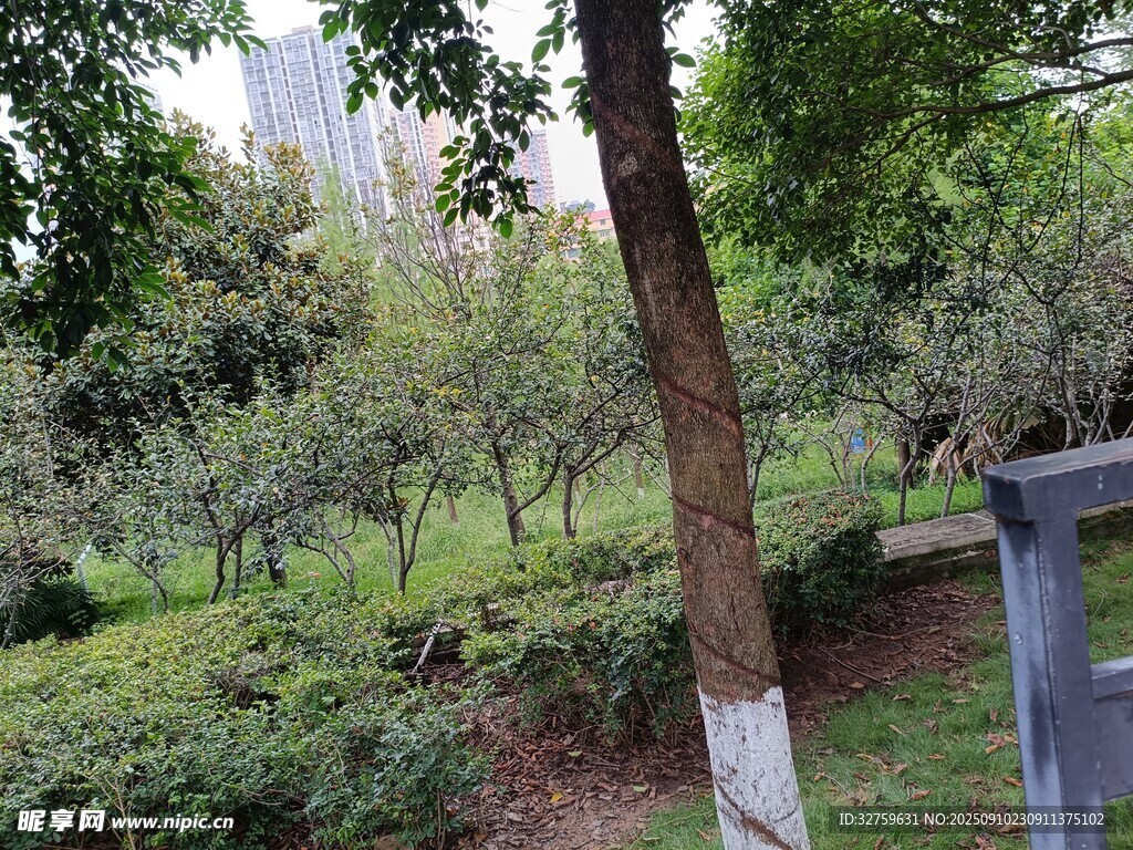 城市公園中的綠樹與植被