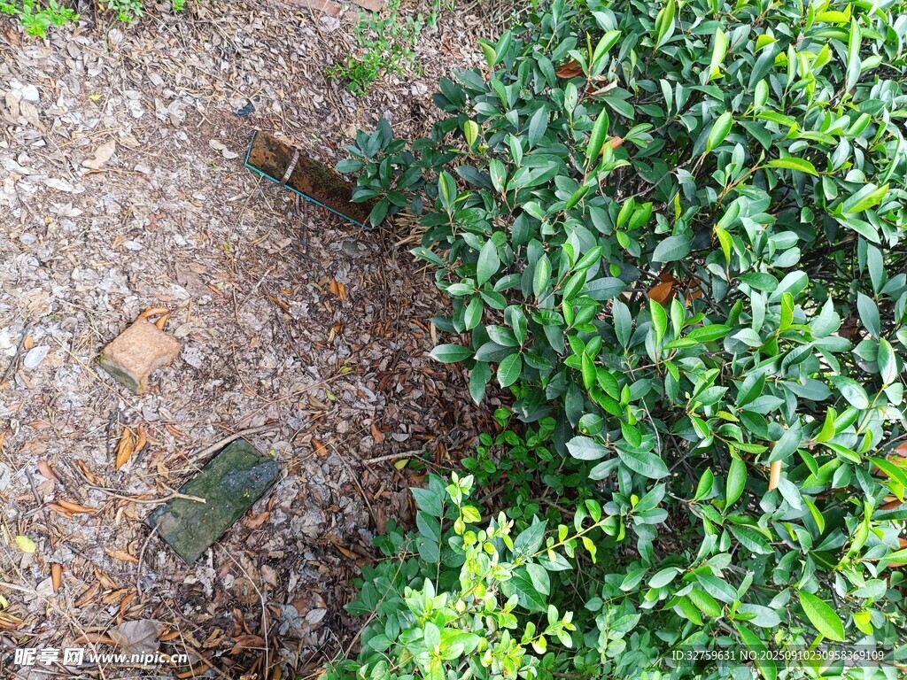 綠植環(huán)繞的地面景觀