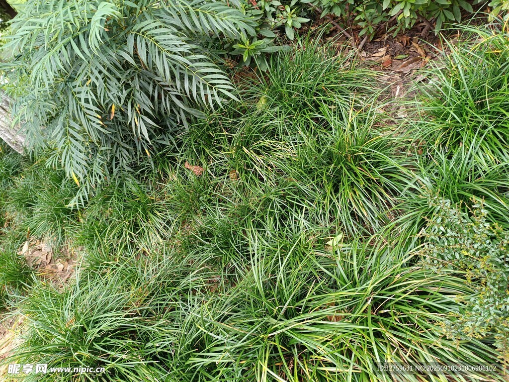 翠綠繁茂的多樣植物景觀