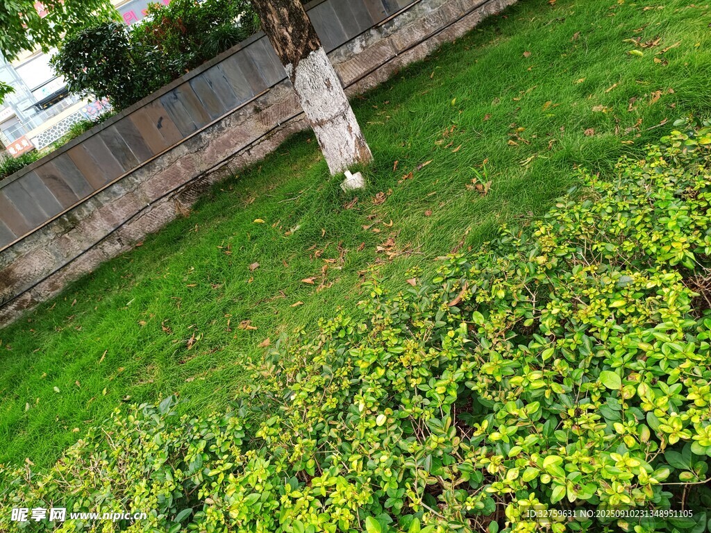 草地上的小狗與綠植