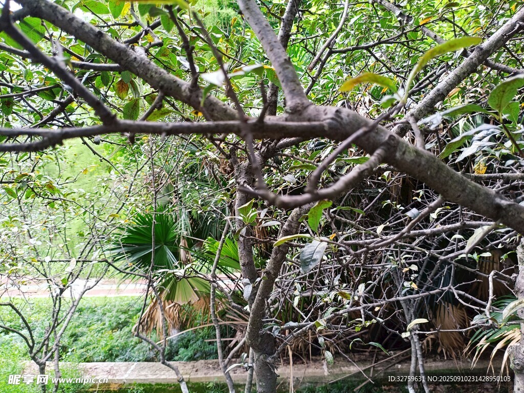 庭院中繁茂的老樹(shù)景觀