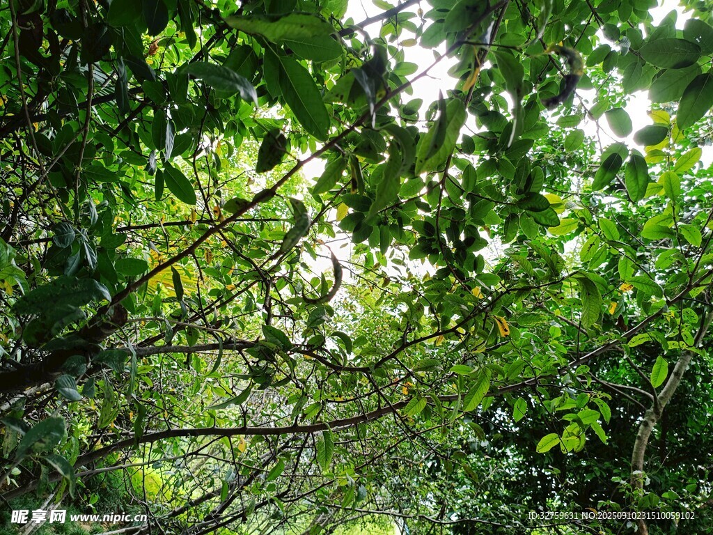 茂密叢林中的繁茂綠葉