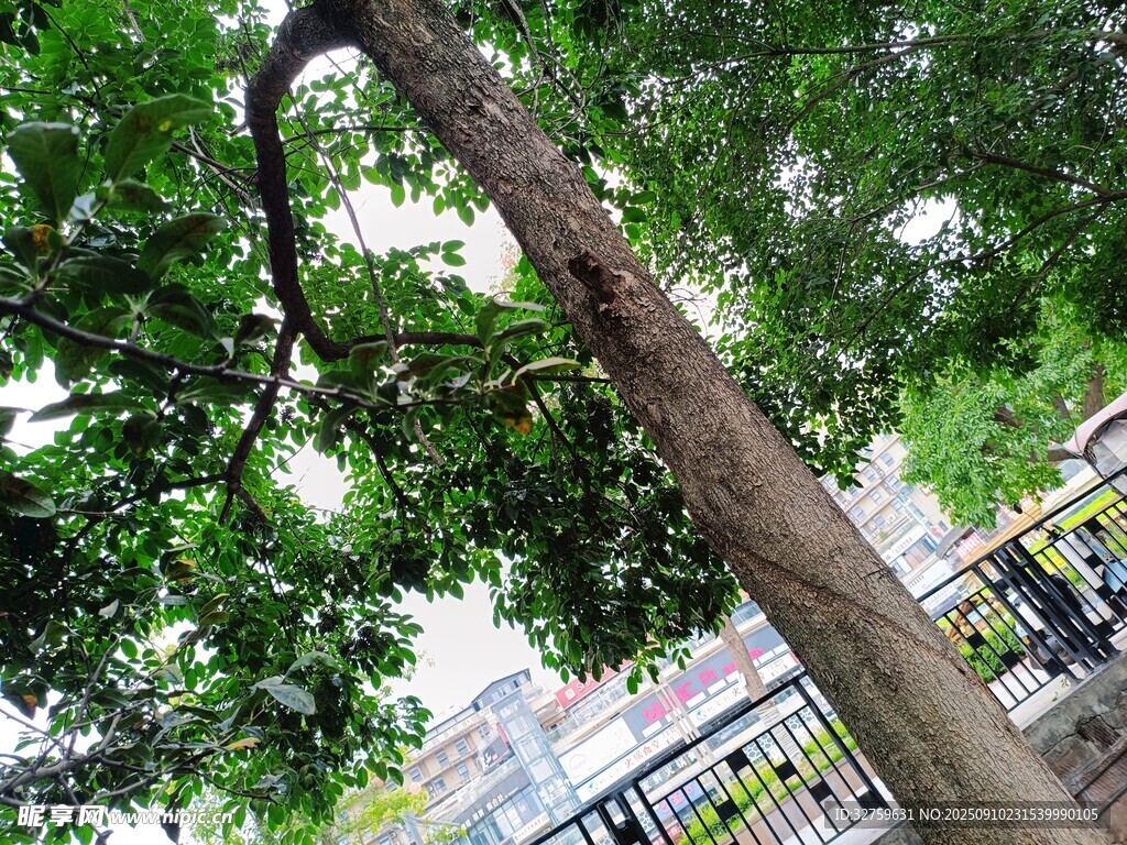 粗壯樹干與繁茂枝葉景觀