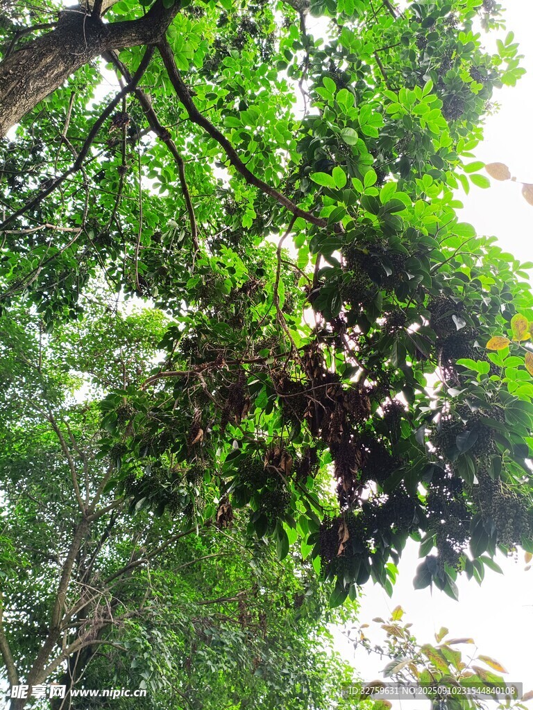繁茂綠樹 