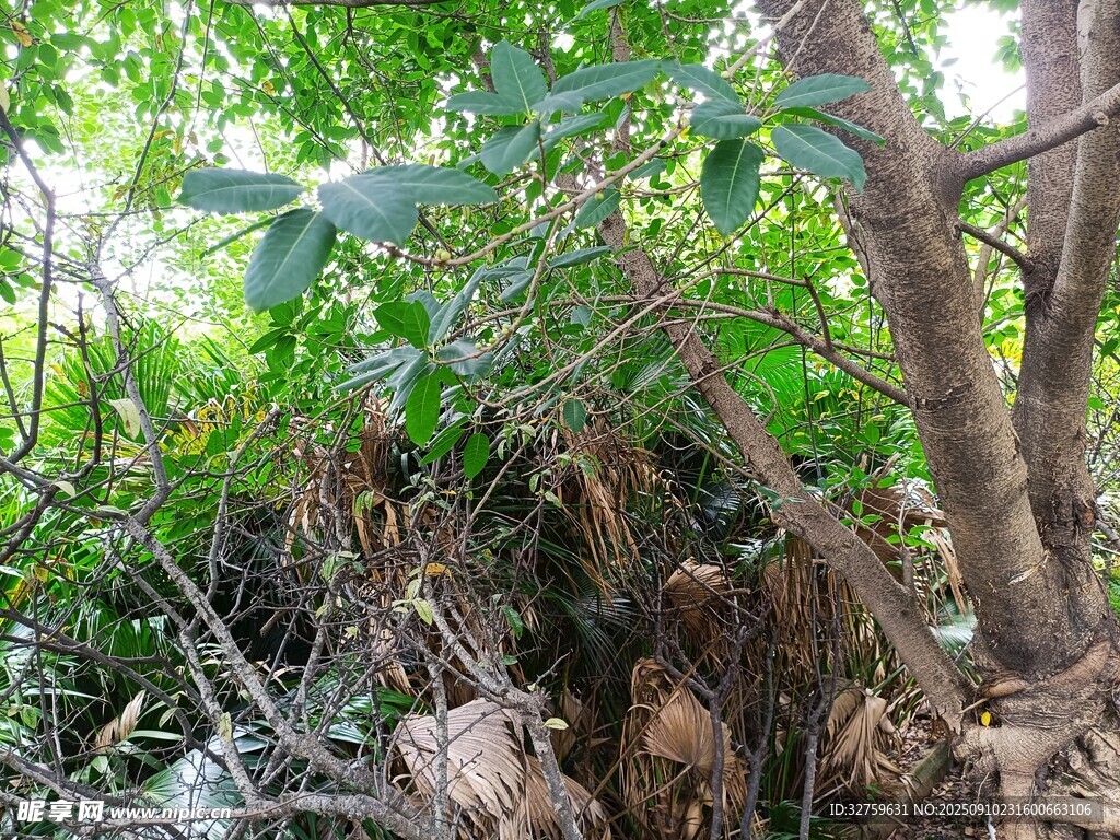 叢林中的繁茂植物與樹根