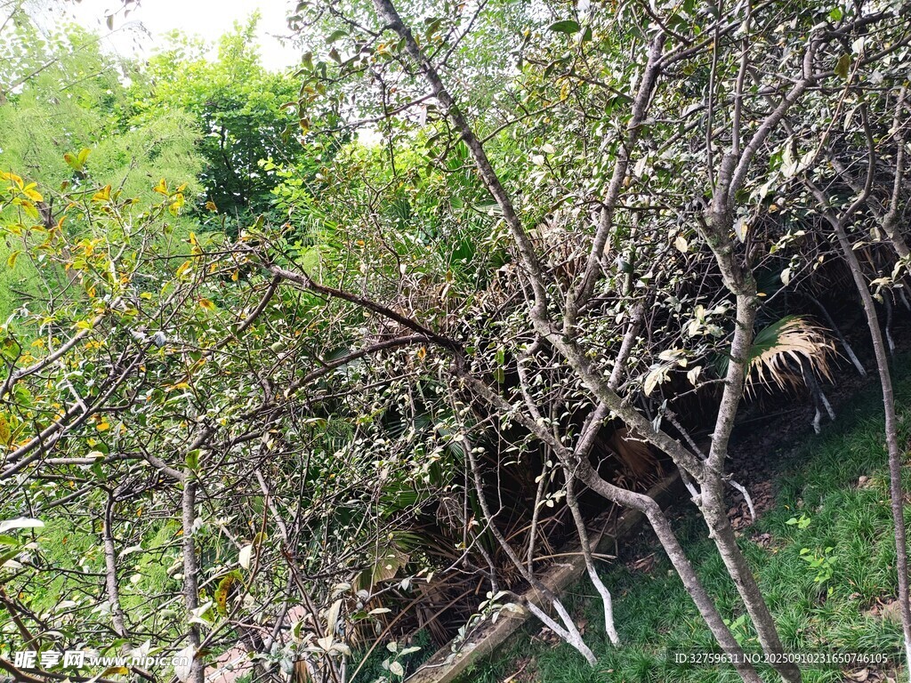 山林中倒下的繁茂樹木