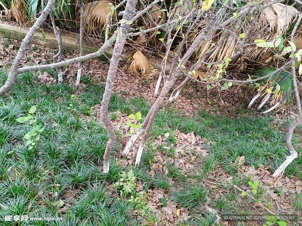 秋日?qǐng)@林植物景象