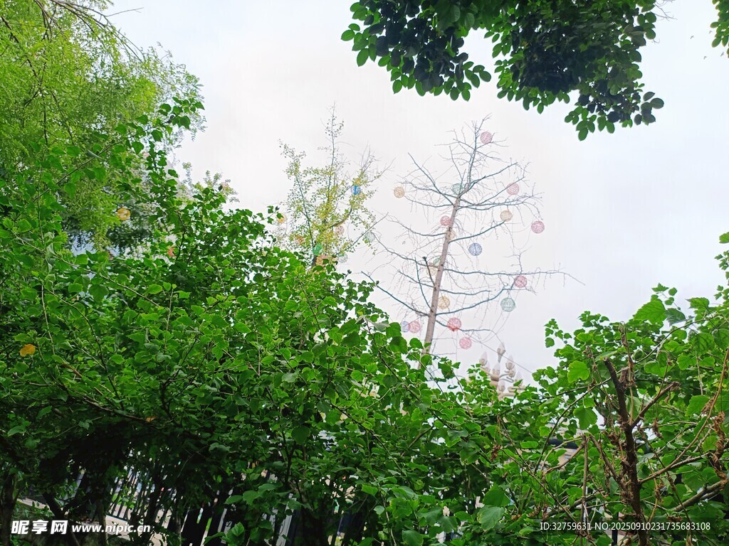 林間樹木景色