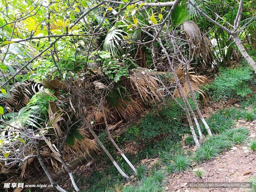 樹根裸露于地面的自然景象