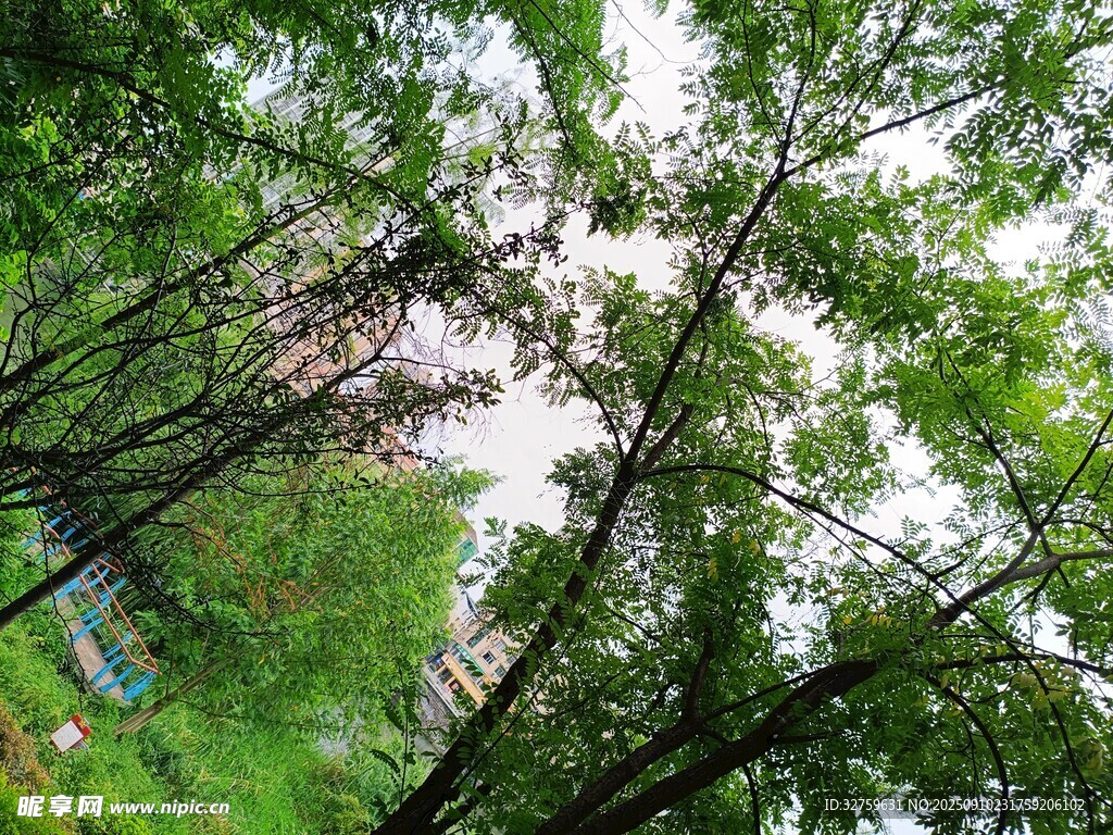 仰視蔥郁樹林中的天空