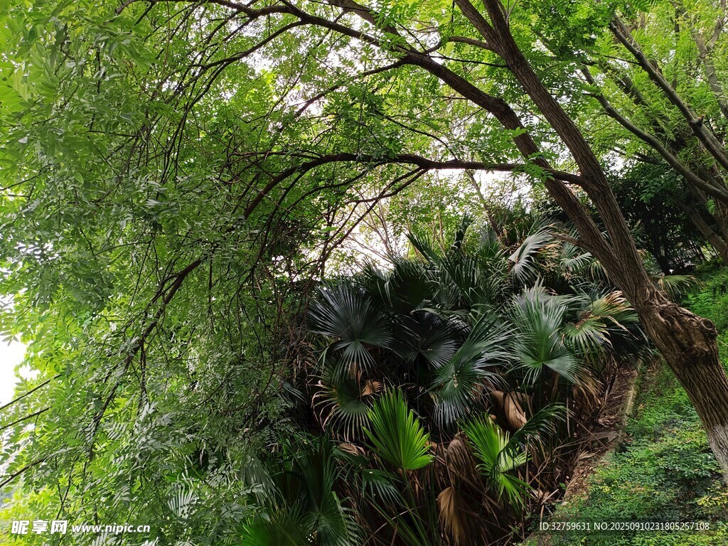 繁茂綠植環(huán)繞的自然景致