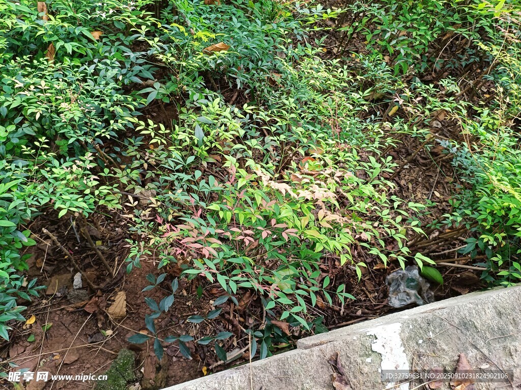 墻邊綠植景觀