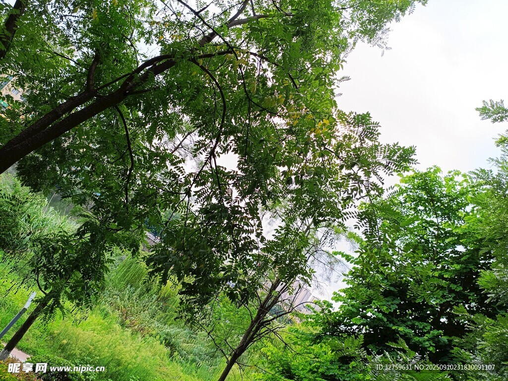 夏日蔥郁樹林景觀