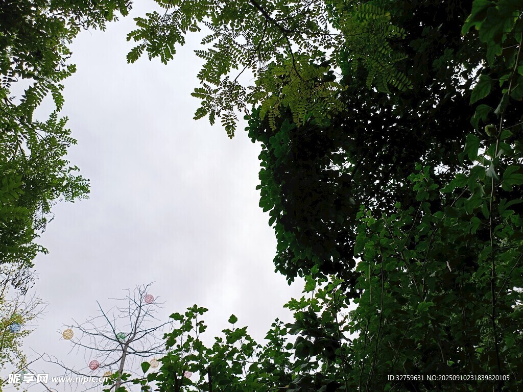 仰視綠樹間的天空