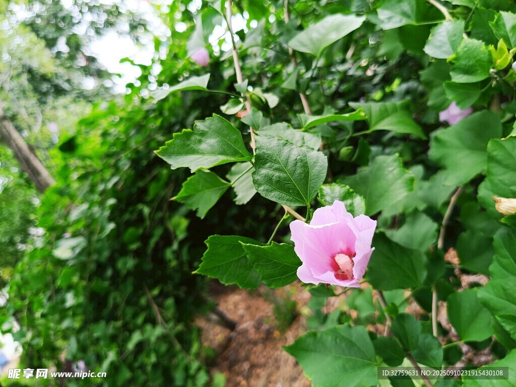 綠葉叢中綻放的粉艷花朵