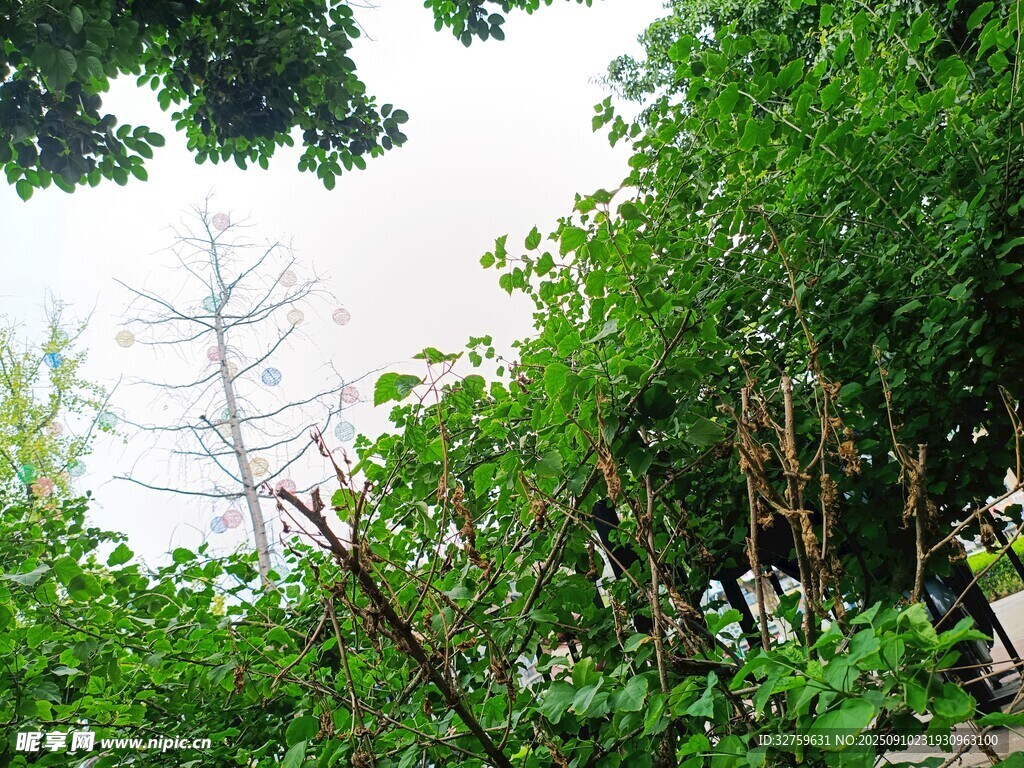 繁茂樹(shù)林中的綠意景致