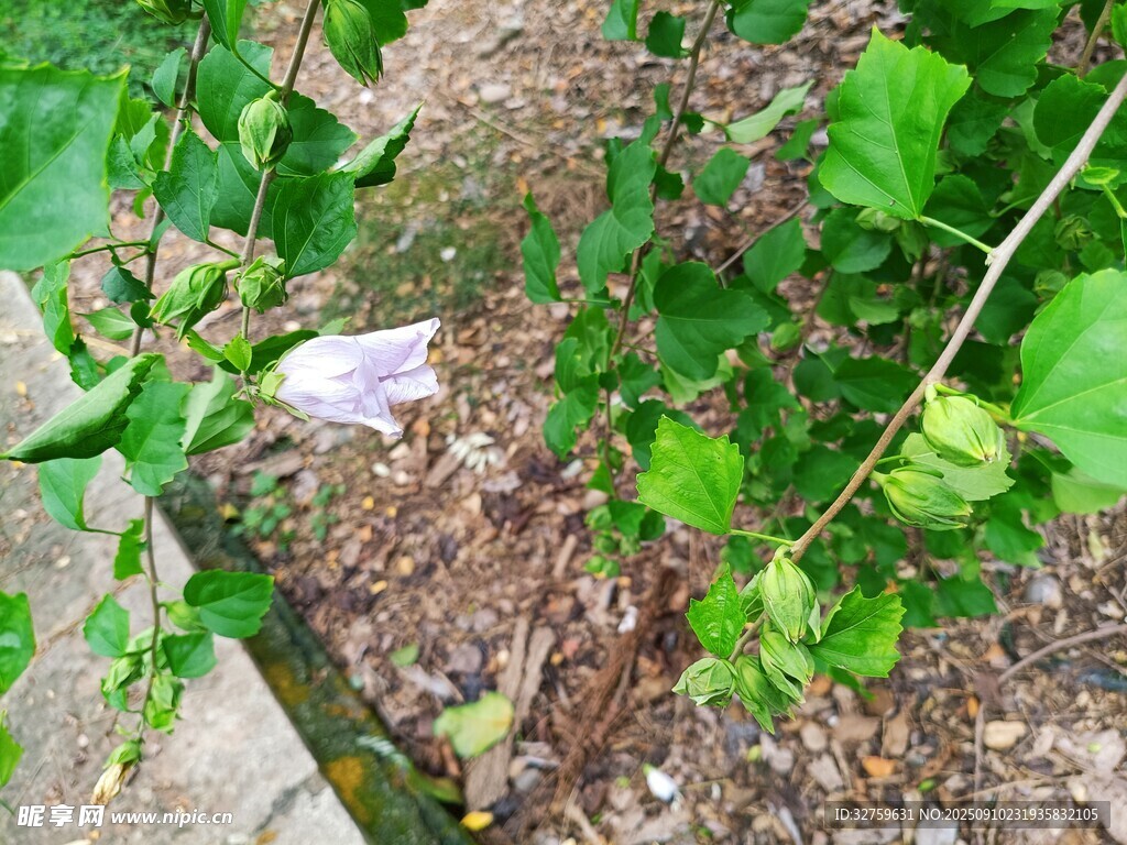 草叢中的白色小花