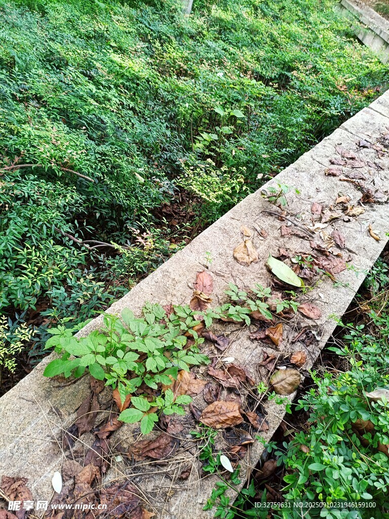 石縫中生長(zhǎng)的綠色植物