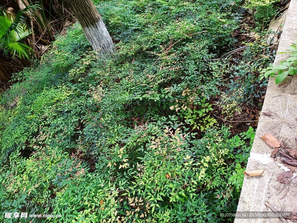 地面綠植景觀