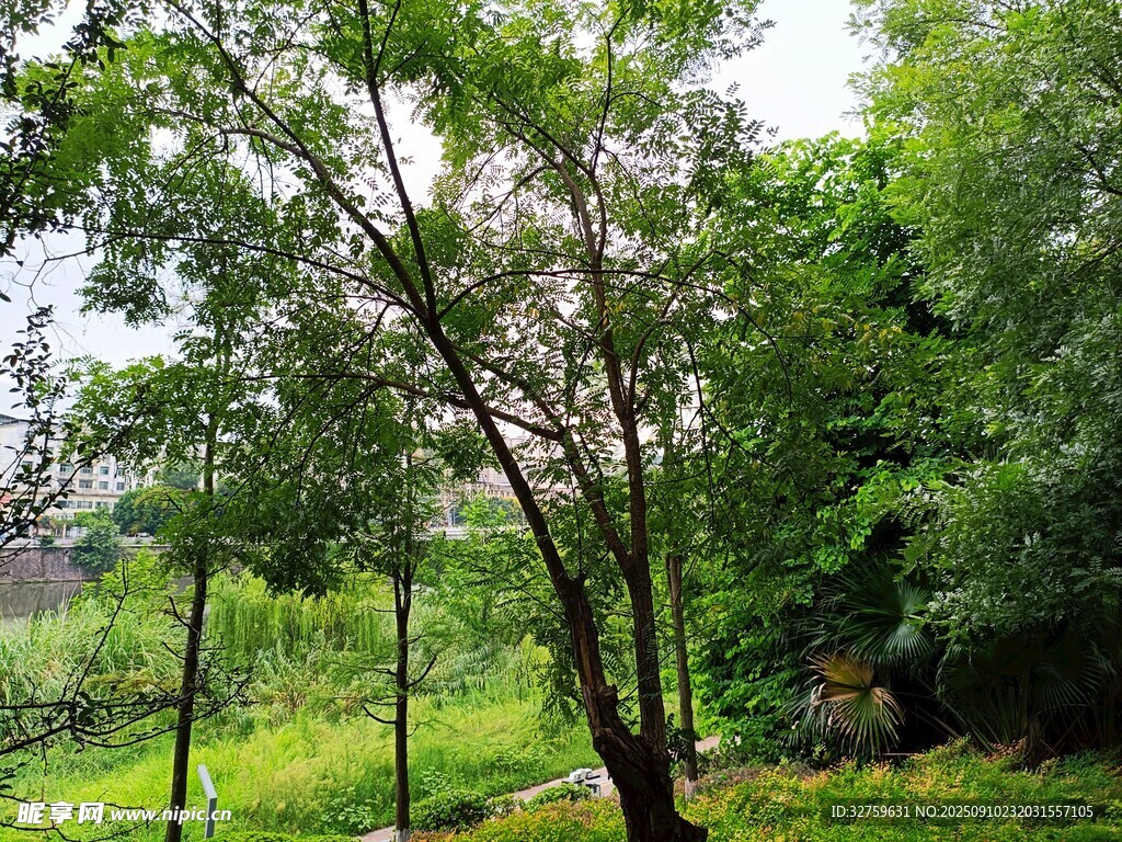 綠意盎然的林間景致