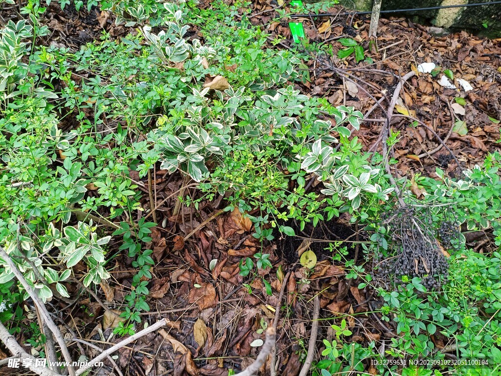 地面綠植與枯葉景象