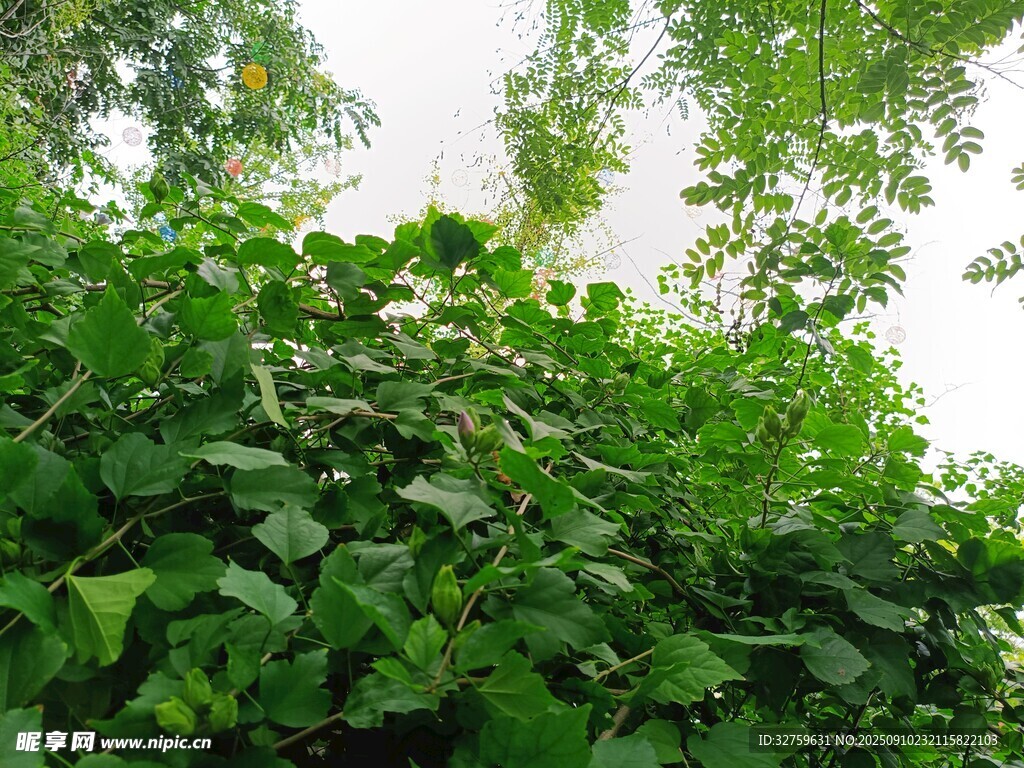 翠綠藤蔓植物生機(jī)盎然