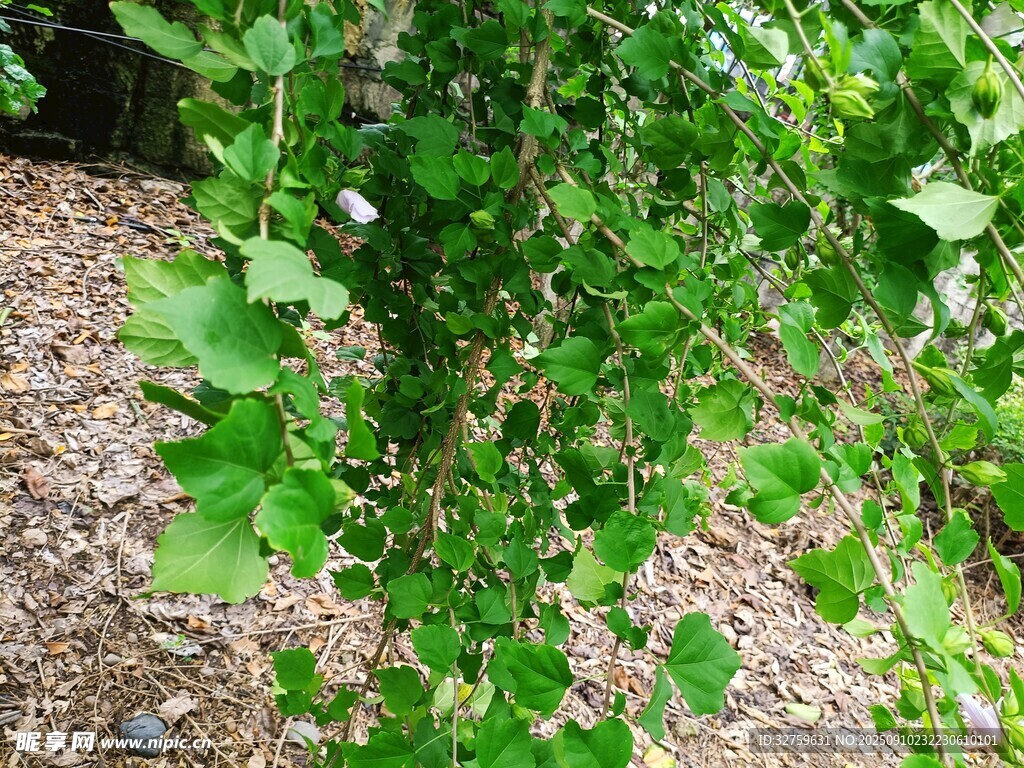 翠綠藤蔓植物特寫
