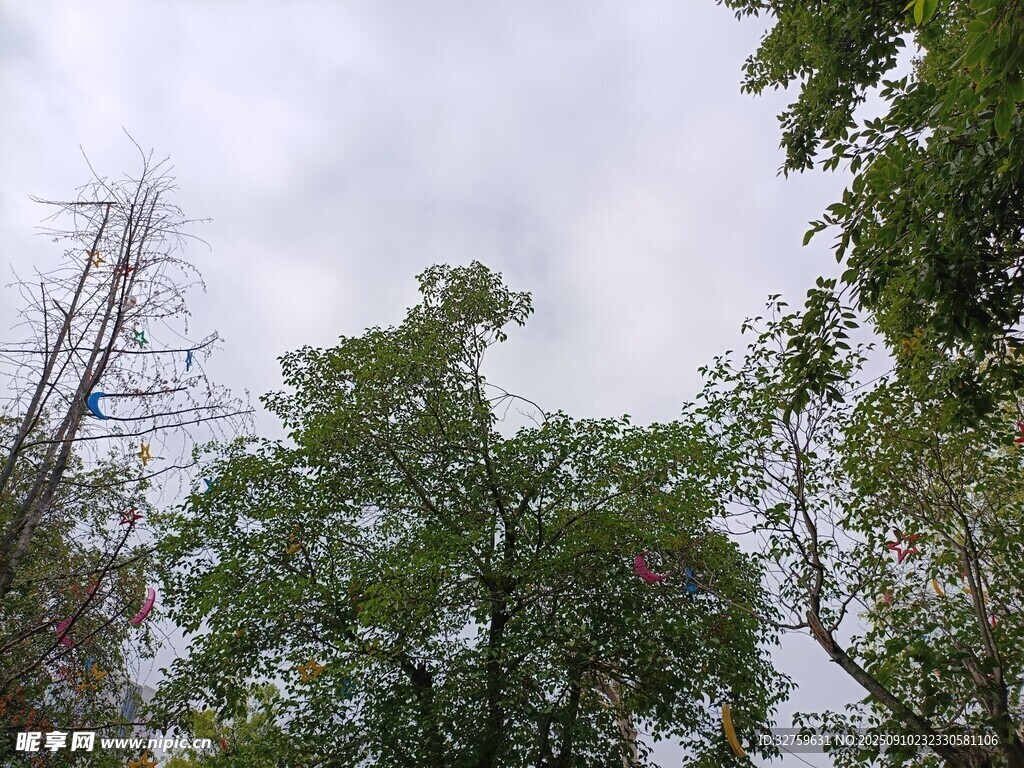 林間樹梢 