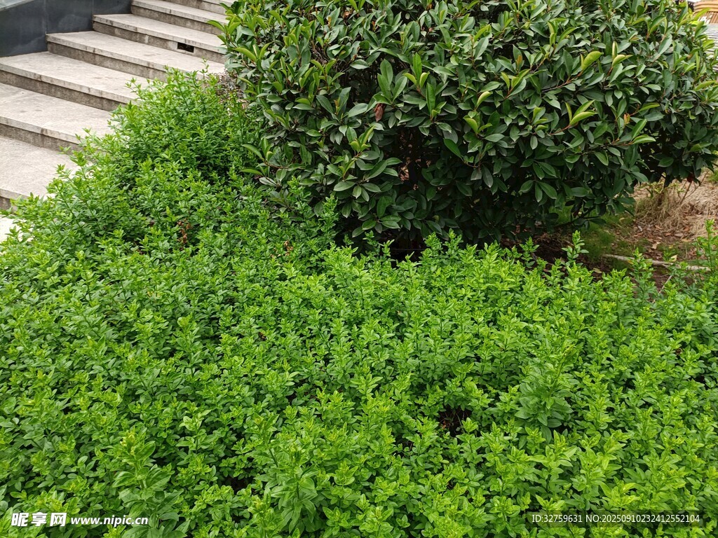 翠綠灌木與低矮綠植景觀