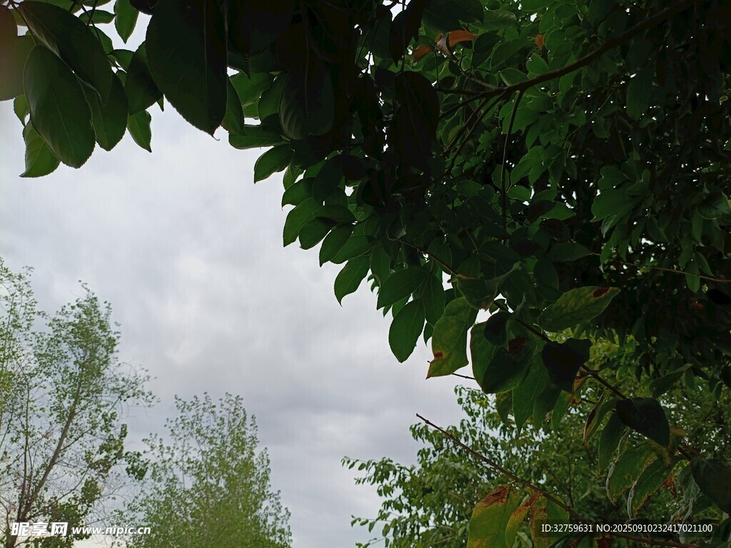 綠葉掩映下的天空景色