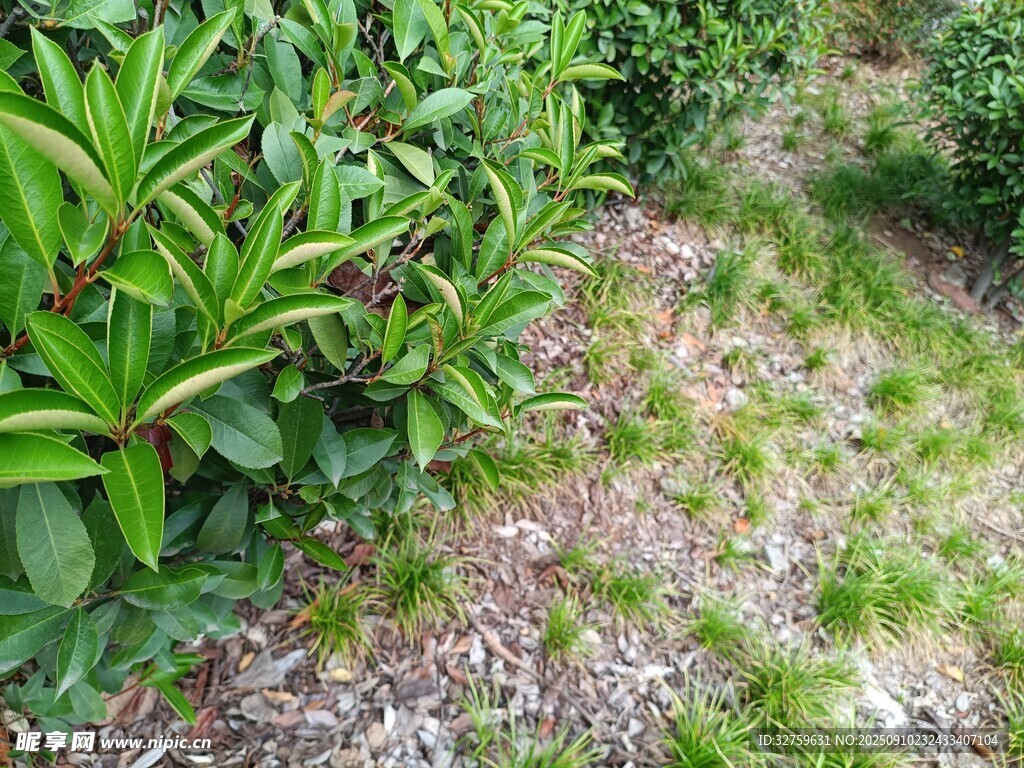 綠意盎然的植物小徑