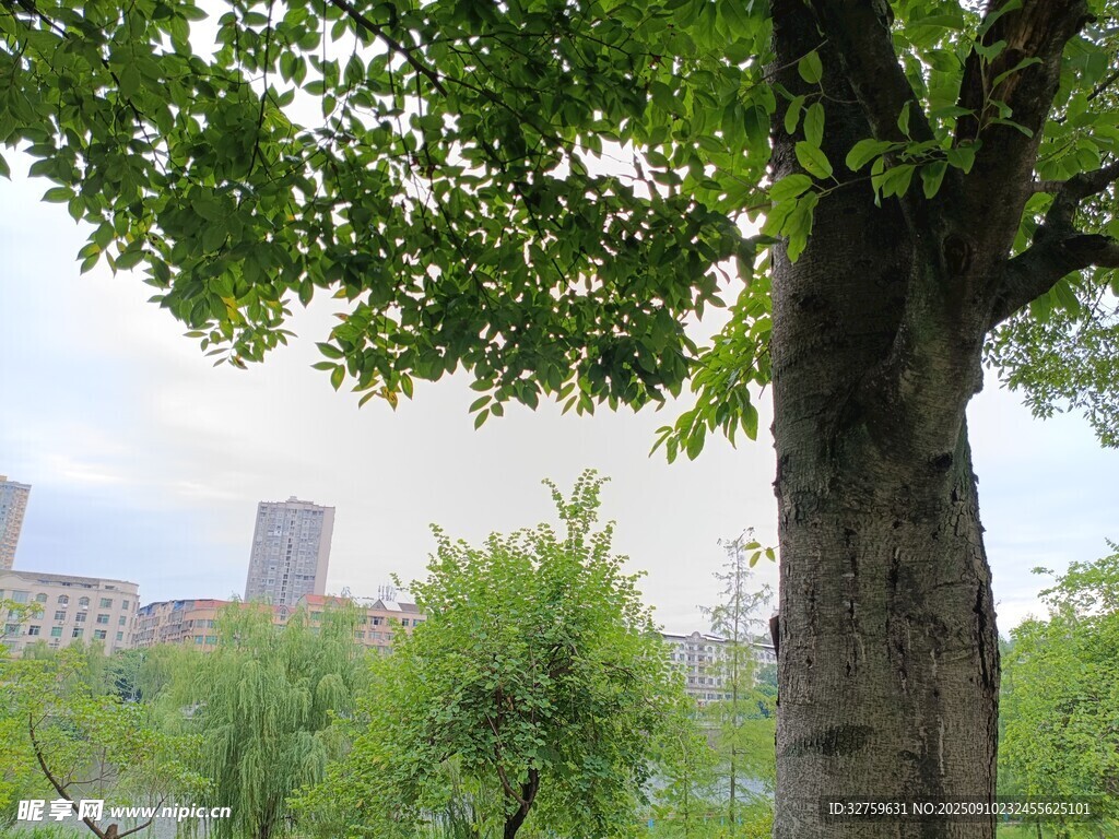 城市中蔥郁大樹(shù)與遠(yuǎn)景