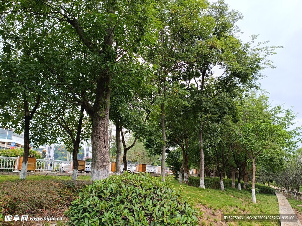 城市林蔭小道景觀