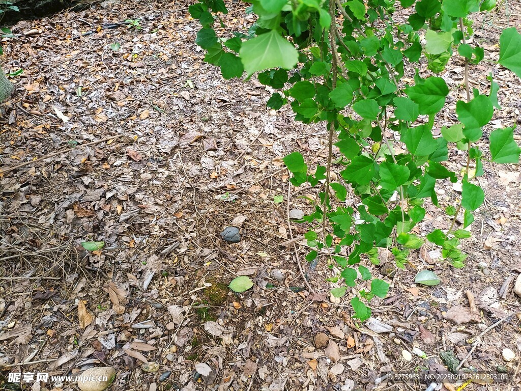 垂落的翠綠枝葉與地面