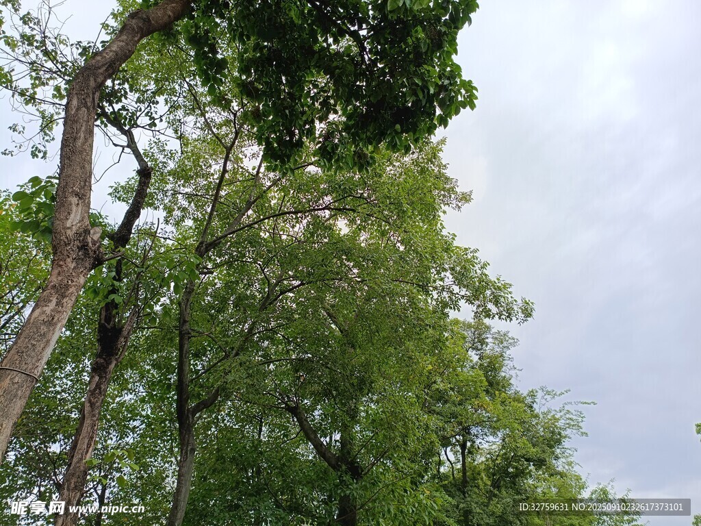 茂密樹林中的高大樹木