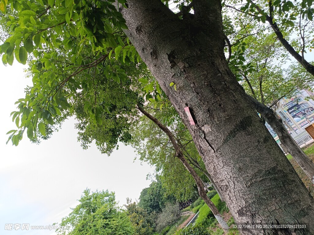 粗壯樹木與繁茂綠葉
