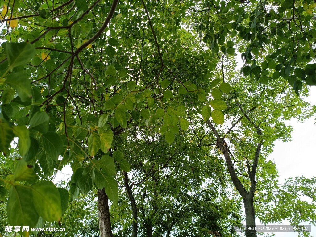 茂密樹林中的繁茂綠葉