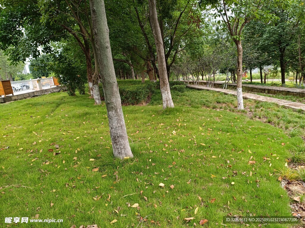 公園草地樹木景觀