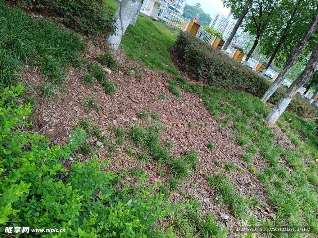 戶外草地綠植景觀