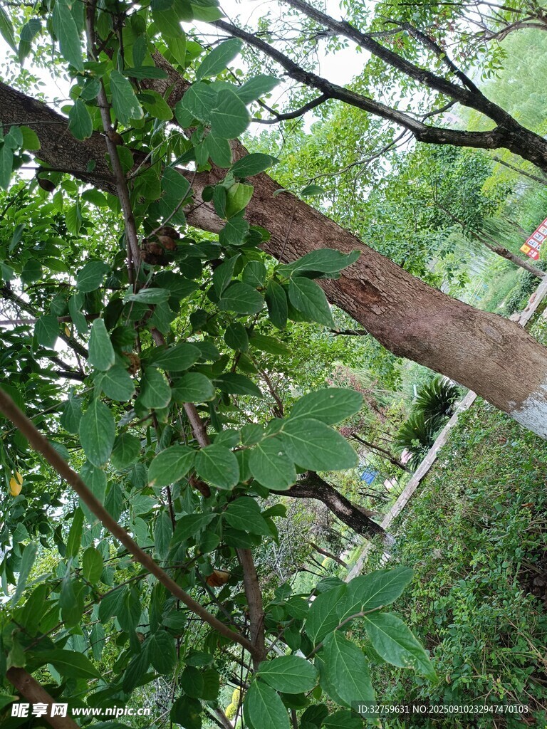 手觸繁茂綠植