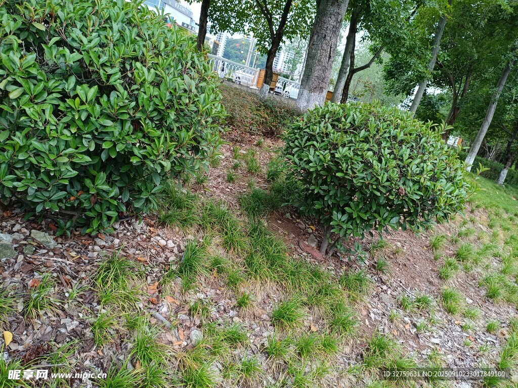 林間花草灌木景致