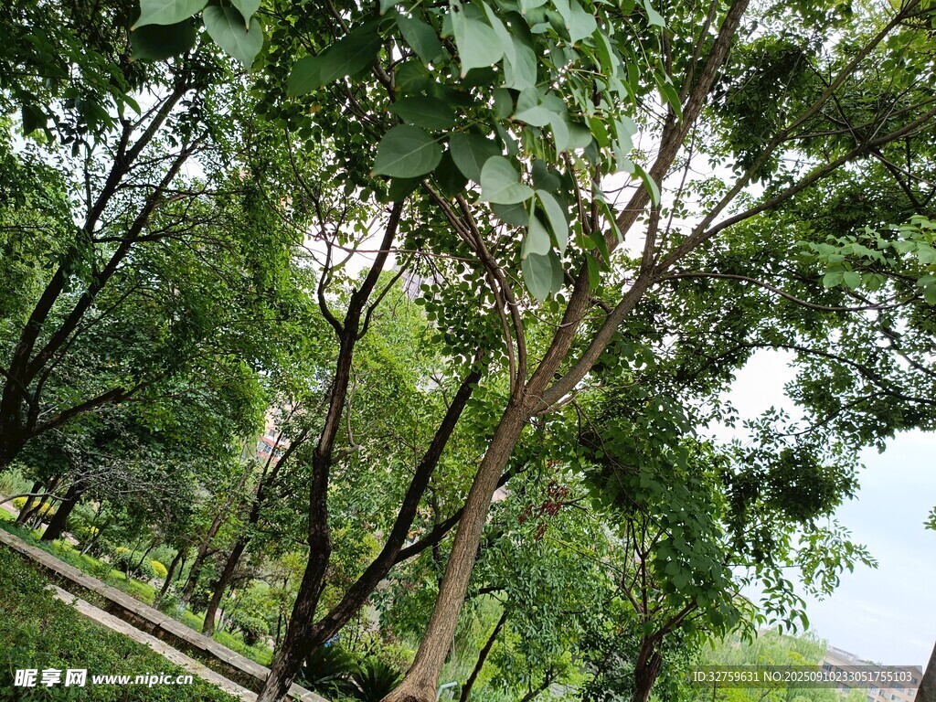 林間綠意盎然的樹木景觀