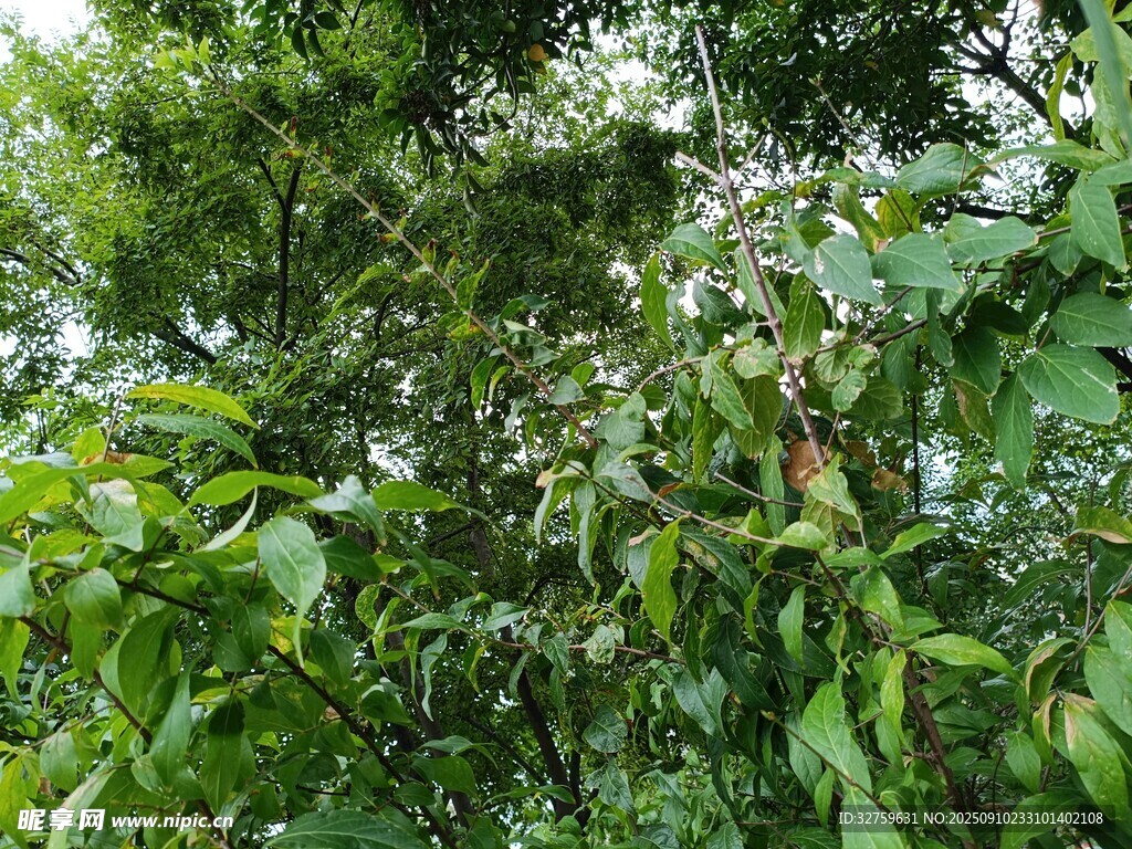 繁茂綠植中的白色花朵